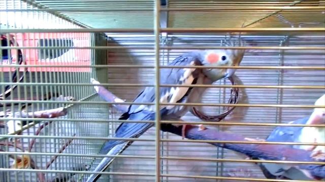 Как правильно будить попугая утром. Как же?! смотреть онлайн