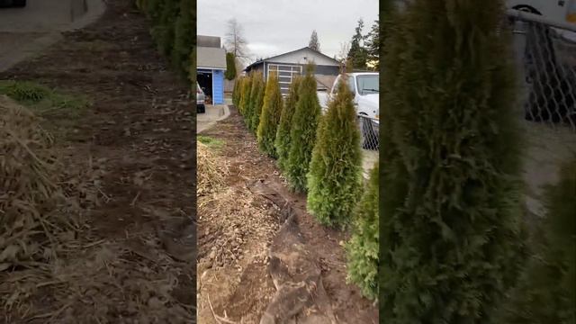 Green emerald arborvitae. Thuja occidentalis-  - cedar hedge