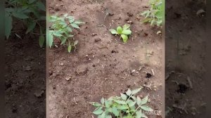 Что будет если посадить вместе перец и томаты на одну грядку ? Я попробовала и теперь так делаю .