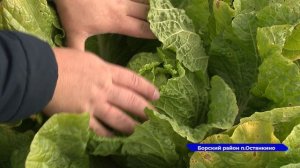 В Борском районе Нижегородской области фермер выращивает арбузы