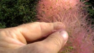 скумпия кожевенная