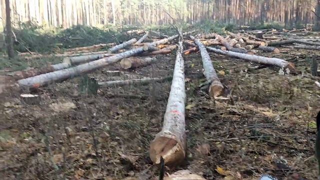 Валка леса /// 7 Деревьев в направления вала /// ???