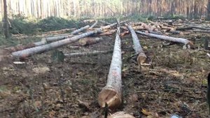 Валка леса /// 7 Деревьев в направления вала /// ???