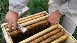 Готовим пчелу к зиме, формируем гнездо.