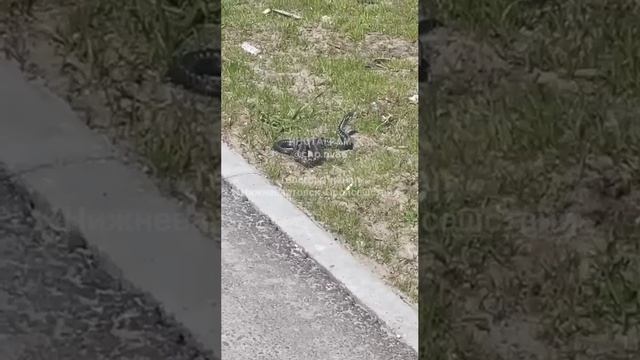 В Нижневартовске у дороги ползает огромная змея