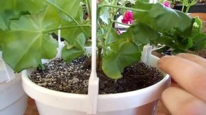 ПЕЛАРГОНИЯ АМПЕЛЬНАЯ. ВИДЕО УРОК - формировка в кашпо.