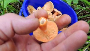 Грибы рыжики в Московской области. Полезные свойства.