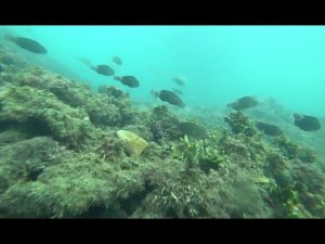 Нячанг  снорклинг тихая бухта