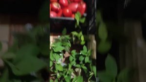 гортензии из питомника Анабель, обзор саженцев, новинки серии Пан и не только ???