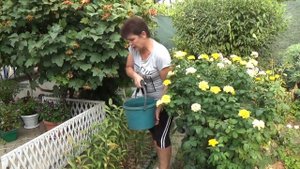 Лилии летом  Как поливать лилии после цветения и до осени