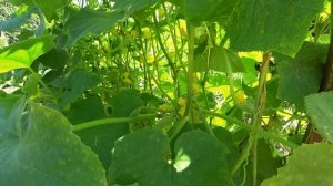 Срочно внесите под Огурцы в Августе и они засыплют урожаем!  Подкормка огурцы во время плодоношения