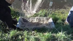 Весенний вылов рыбы сетью,наш пруд для разведения рыбы,карп,толстолобик. КФХ .