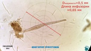 Размеры представителей микромира