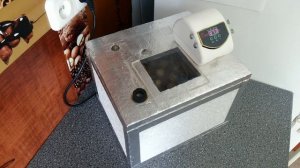 Инкубация перепелов без переворота. Часть 2  (5,10 и 15 сутки)