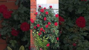 Роза Фламентанц