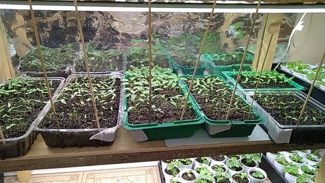 Защищаю посевы от кошек! смотреть онлайн