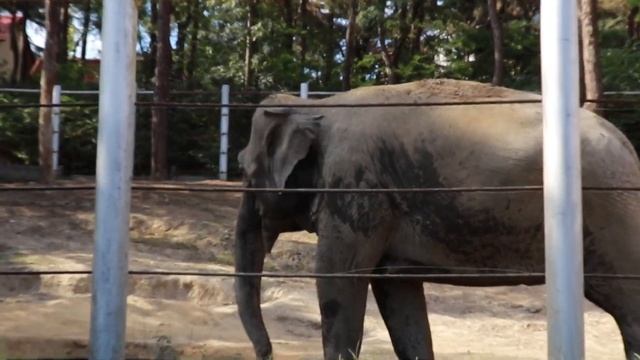 Тбилисский Зоопарк в 2020 году | Tbilisi Zoo In 2020 смотреть онлайн