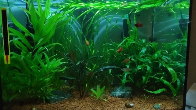 Мой аквариум 60 литров с меченосцами и коридорасами 28 августа 2022 года смотреть онлайн