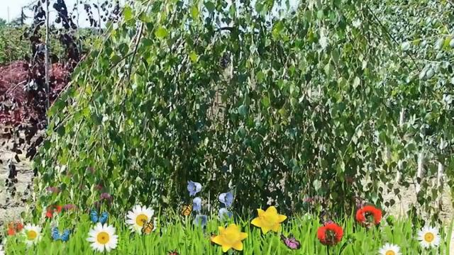 Береза повислая (betula pendula) ? Обзор: посадка и уход. крупномеры березы : описание и особенност