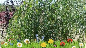 Береза повислая (betula pendula) ? Обзор: посадка и уход. крупномеры березы : описание и особенност