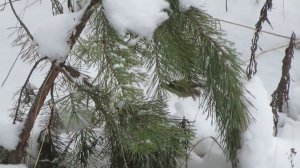 Королёк — птичка певчая