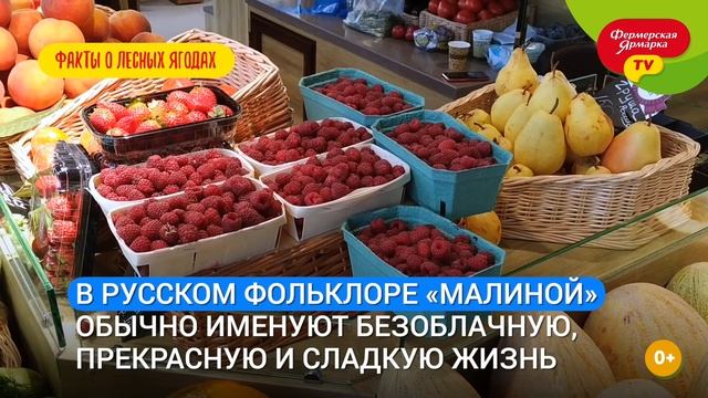 Интересные факты о лесных ягодах смотреть онлайн