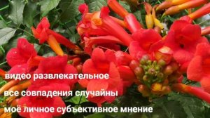 Страничка Надежды канал! Соседа поставила не место и свалила в АнГлию. Обзор канала.
