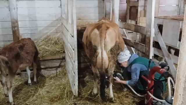 САМЫЕ КРУПНЫЕ КОЗЫ В НАШЕЙ УСАДЬБЕ