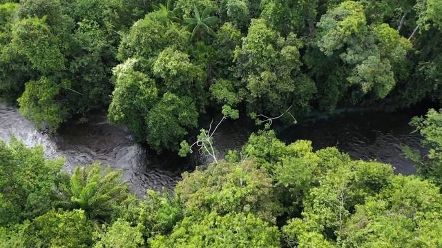 Осла загнали в клетку с волком, но волк сделал то, чего от него совсем не ожидали смотреть онлайн