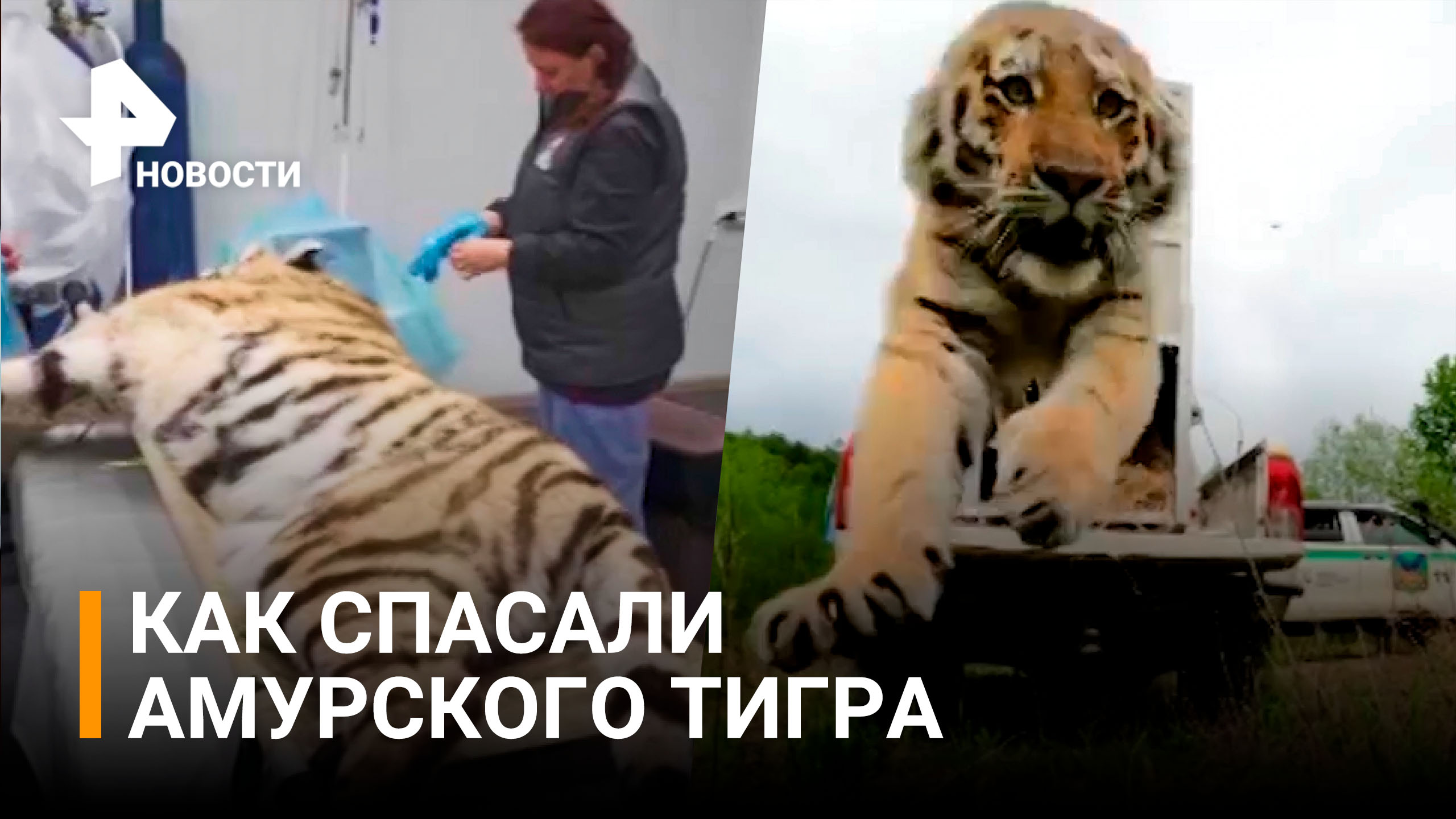Спецоперация по спасению амурского тигра: угрожал деревням, а сам чуть не погиб / РЕН Новости