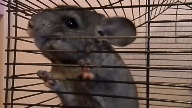 ВЛОГ Шиншилла ЧЕРРИ  Купание шиншиллы  ВЕСЕЛО КУПАЕМ ШИНШИЛЛУ|  Bathing Chinchilla