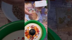 Проращивание зерна для канареек