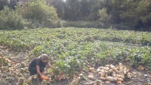 Уборка кормовой свеклы и выезд с прицепом в крутую горку