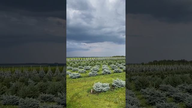 Питомник Ярус