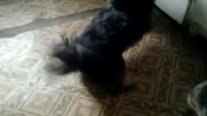 Собака и свинья