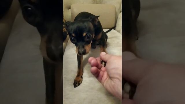 #пес #тотошка #русский #той #терьер смотреть онлайн