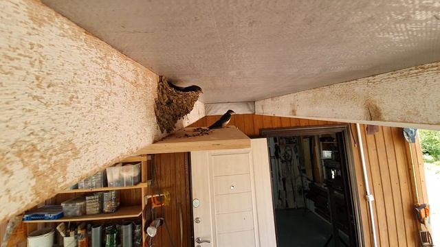 Первый полёт ласточки смотреть онлайн