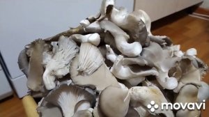 Маринованные вешенки в банках на зиму  Как приготовить  Заготовки продолжаются