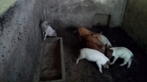 В ПОМЕЩЕНИИ ИЛИ НА УЛИЦЕ! (содержание кроликов)