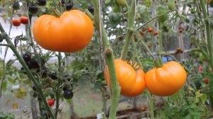 Сорт -"BIG GOLDEN DELICIOUS". Томаты от Фёдора.