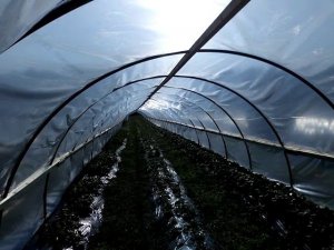 Плёночная теплица для клубники в Сибири г. Омск Ферма "Омская Ягода".