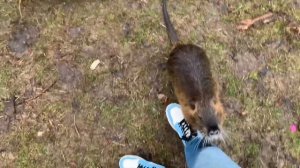 Чем будем кормить бобров?