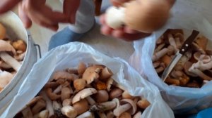 Грибы приболотухи или курочки. Что за они?