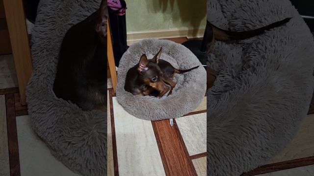 Милая собАчечка.🤗 смотреть онлайн