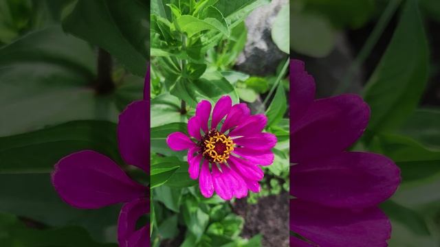 Цинния изящная. (Zinnia elegans)?
