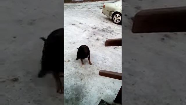 Собака чихает смотреть онлайн