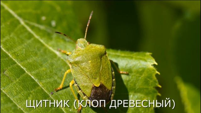 ЧЕРЕМУХА: за и против! / Черемуховые вредители // Краснолистная черемуха и другие разновидности