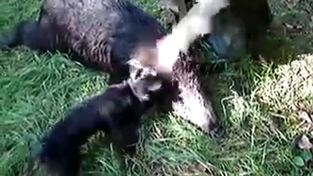 Натаскивание собаки смотреть онлайн