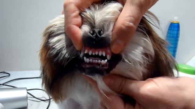 Ши тцу Хан 7 месяцев продаётся - зубы смотреть онлайн