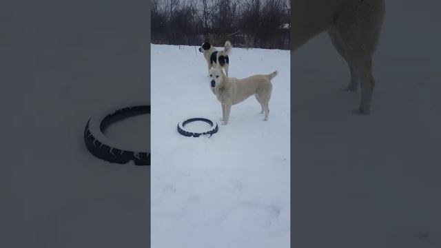 Воскресное утро.Метель.САО Гром и боргушта. смотреть онлайн